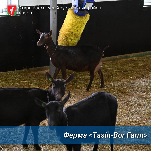«Tasin-Bor Farm».